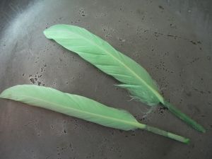 Feather light green